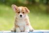 Fotos de filhotes de cachorro Corgi sentado