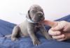 Fotos de filhotes de cachorro Dogue Alemão recebendo carinho