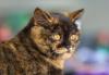 Gato escaminha British Shorthair olhando para o sol
