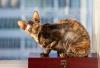Gato escaminha Cornish Rex perto de janela
