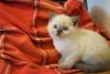 Gato Himalaio filhote em cima de lençol vermelho