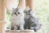 Dois filhotes de Gato Persa em cima de móvel