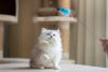 Gato Persa filhote brincando com varinha