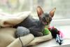 Gato Sphynx preto e rosa deitado na janela com cobertor