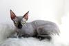 Gato Sphynx preto deitado em tapete