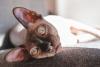 Gato Sphynx deitado olhando para frente
