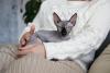 Gato Sphynx sentado no colo de dona que faz carinho nele