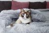 Gato Snowshoe debaixo das cobertas