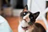Gato Snowshoe com a boca aberta