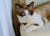 Gato Snowshoe deitado em poltrona