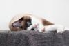 Gato Snowshoe deitado em posição engraçada