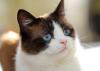 Gato Snowshoe olhando para frente