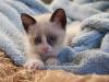 Gato Snowshoe filhote com marcações começando a aparecer