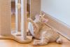 Gato triste: A gatificação do ambiente é uma ótima forma de reverter essa situação