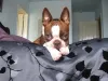 O cão Boston Terrier pode ter quatro combinações de cores