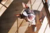 Divertido e brincalhão, o Boston Terrier faz de tudo para agradar sua família