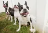 Cão Boston Terrier: como resistir a tanta alegria em uma única foto?
