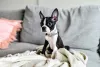 Apegado ao tutor, o cachorro Boston Terrier não gosta de passar muito tempo sozinho