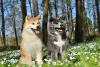 O cachorro Akita pode ser avermelhado ou tigrado