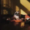 O gatinho Senador é um legítimo