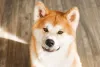 Akita Inu precisa de socialização para aprender a lidar com estranhos