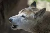 Considerados extintos por anos, os cães cantores da Nova Guiné foram reencontrados há pouco tempo
