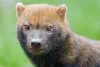 O cachorro selvagem brasileiro também está presente em alguns países vizinhos