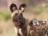 O cachorro selvagem da África tem um comportamento bem curioso na hora de caçar