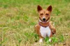 O Basenji é bastante obstinado