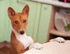A raça de cachorro Basenji é adaptável a qualquer ambiente