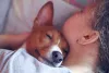Os Basenjis são muito afetuosos com os donos
