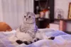 O gatinho Scottish Fold gosta de sentar com as pernas esticadas e as patas apoiadas na barriga
