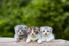 Os filhotes de Scottish Fold só começam a dobrar as orelhas a partir dos 18 dias de vida (e alguns deles permanecem com as orelhas para cima)
