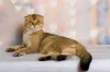 Por sua forma arredondada e por ser um gato não muito agitado, o Scottish Fold precisa de uma rotina diária de exercícios
