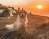 Passear com cachorro em trilhas requer cuidados especiais, principalmente em dias de muito calor