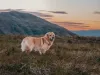 Observe o seu cachorro em todos os momentos do passeio, lembre-se que ele é sua responsabilidade