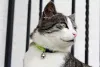Gatos podem ficar bem estressados com as coleiras com guizo. A maioria dos veterinários não recomenda o uso desse acessório barulhento.