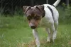 De porte pequeno a médio, os filhotes de Fox Terrier Brasileiro são pura fofura