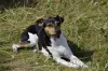 A saúde do Fox Terrier Brasileiro é incrivelmente resistente