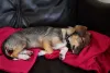 Os cachorros filhotes só podem passear na rua após a vacinação e vermifugação