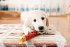 O vermífugo para filhote de cachorro deve ser dado ao se completar 30 dias de nascimento