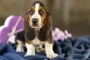 Basset Hound filhote em pé olhando para frente