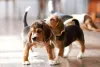 Filhotes de Beagle brincando