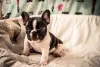 Bulldog Francês sentado na cama