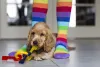 Cocker Spaniel filhote debaixo das pernas da dona