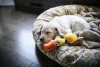 Cachorro dormindo na caminha