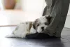 Cachorro Lhasa Apso filhote deitado no pé do dono