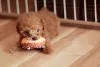 Poodle filhote marrom com mordedor