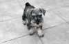 Schnauzer filhote andando