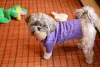 Shih Tzu filhote com roupinha lilás